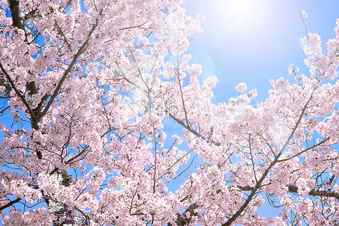 sakura.jpg